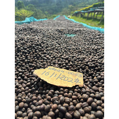 Uganda Wahata coffee farm drying cherry