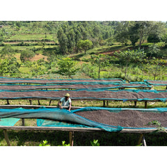 Uganda Wahata coffee farm drying beds