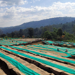 Long rows of Worka Chelbesa drying beds against the Yirgacheffe landscape in Ethiopia