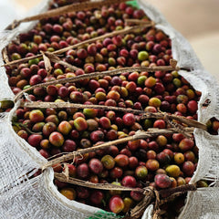 Bag of coffee cherries from Dahwe Washing Station Rwanda