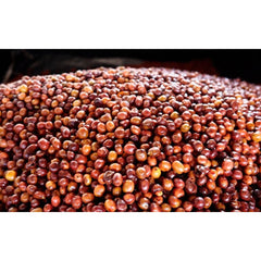 Fermentation process of cherries at Gesha Village, Ethiopia