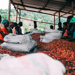 Coffee producers at Rwanda Kilimbi Washing Station sorting cherries