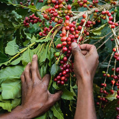 Covoya cooperative coffee grower's hands and ripe coffee cherries on a branch in Chiapas Mexico