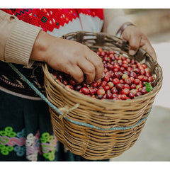 Covoya cooperative coffee grower sorting ripe cherries by hand in a basket in Chiapas Mexico