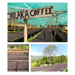 Collage of Chilaka Coffee’s raised drying beds, with coffee cherries drying under shade netting and in the open air.
