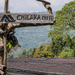 Coffee cherries drying on raised beds beneath a Chilaka Coffee sign, with green hills in the background.
