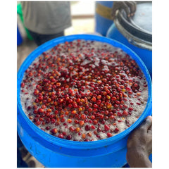 Wet coffee processing in Uganda
