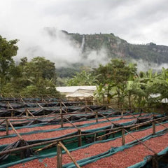 Raised drying beds at the Coffee Yard, Uganda