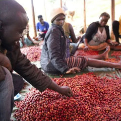 Producers sorting cherries at the Coffee Yard, Uganda