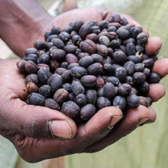 Hand holding dried coffee cherries at the Coffee Yard, Uganda