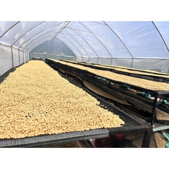 Drying beds at Thunguri Coffee Factory, Nyeri Kenya