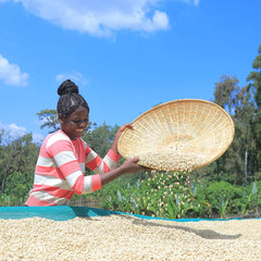 Dry parchment being sorted at Chelbesa washing mill