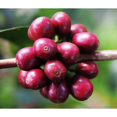 Gesha 1931 coffee cherries on branch at Gesha Village, Ethiopia