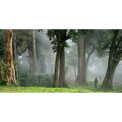 Gori Gesha forest, Ethiopia