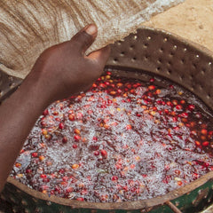 Float sorting coffee cherries at Dahwe Washing Station Rwanda