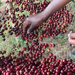 Hand sorting ripe coffee cherries at Dahwe Washing Station Rwanda