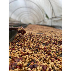 Cafe Rivense del Chirripo honey process