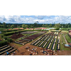 Aerial view of Kamundu Coffee Estate, Kenya