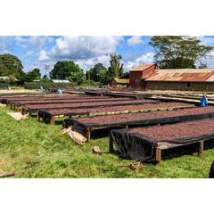 Coffee cherries drying on raised beds at Kamundu Coffee Estate, Kenya