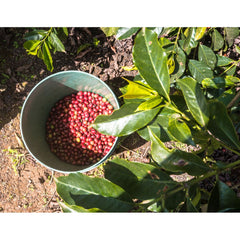 A bucket with ripe coffee cherries underneath the branches of a coffee tree
