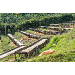 Raised drying beds on a slope at the Karia-Ini washing station and coffee factory