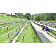 Raised drying beds for coffee cherries in Kirinyaga county, Kenya