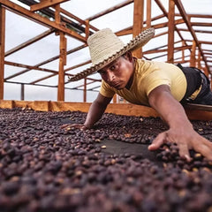 Coffee producer reaching over cherry drying beds at Lalesa