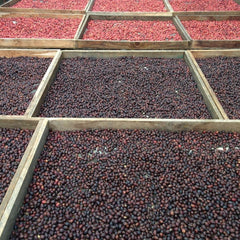 Lalesa raised African drying beds for coffee cherries
