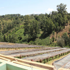 Landscape of Lalesa with raised drying beds