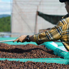 Coffee producer sorting cherries with a rake on a raised bed