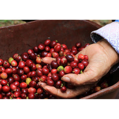 Finca Monte Frio ripe coffee cherries with hand