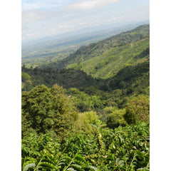 Finca Monte Frio coffee trees and hills