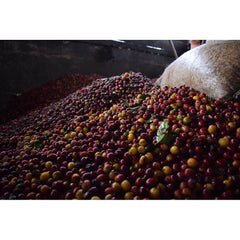 Finca Monte Frio sorting ripe coffee cherries