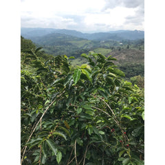 Finca Monte Frio coffee trees and hills