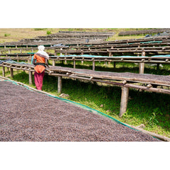 Raised drying beds with cherries at Burundi Munkaze Coffee Washing Station