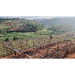 Hillside at Burundi Munkaze Coffee Washing Station