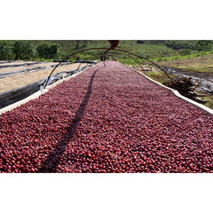 Coffee cherries drying on a raised bed at Gesha Village, Ethiopia