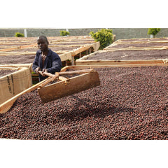 Coffee cherries being raked on a bed at the Nyabirongo coffee station in Uganda 