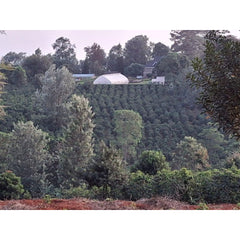 Hillside at Thunguri Coffee Factory, Nyeri Kenya