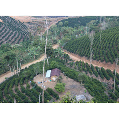 Origin Coffee Roasting Bolivia El Arcangel coffee birds eye view