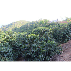 Origin Coffee Roasting Bolivia El Arcangel coffee shot of trees