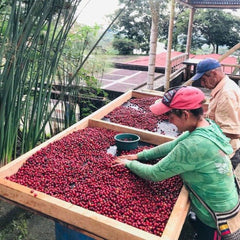 Colombia El Placer farm workers sorting cherry