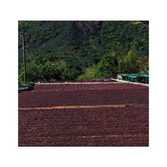 Origin Coffee Roasting Costa Rica Finca Casa de Piedra drying beds