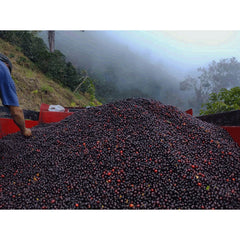 Origin Coffee Roasting Costa Rica Finca Casa de Piedra mound of cherry