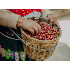 Origin Coffee Roasting Mexico Ki-Saya cherry