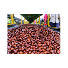 Origin Coffee Roasting India Pearl Mountain coffee carbonic maceration cherry