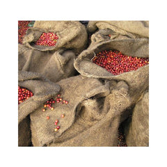 Origin Coffee Roasting Tanzania Mondul Estate AA coffee cherry