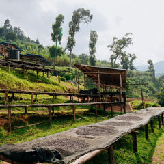 Origin Rwanda Shyira Washed rasied drying stations