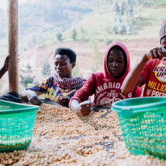 Origin Rwanda Shyira coffee processing