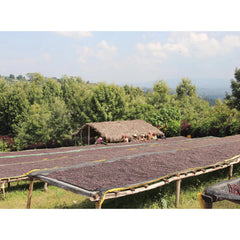 Beshasha Ethiopia coffee cherry drying beds